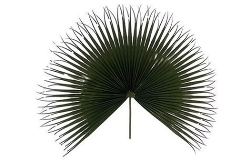 Fan Palms