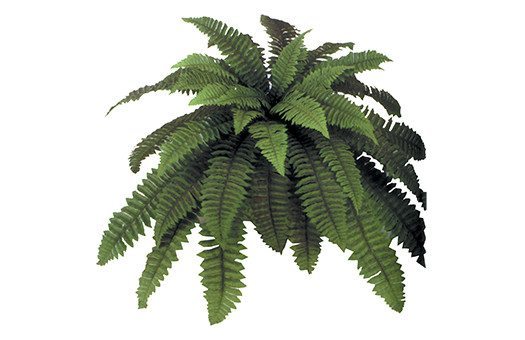 Accessories Giant Boston Fern Large