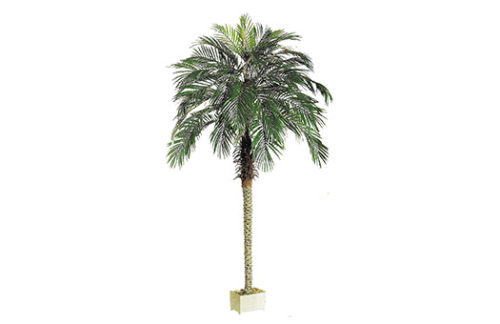Phoenix Palm, 8ft (Case of 4)