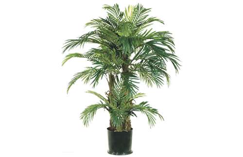 Phoenix Palm, 4ft (Case of 4)