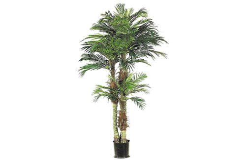 6ft Phoenix Palm
