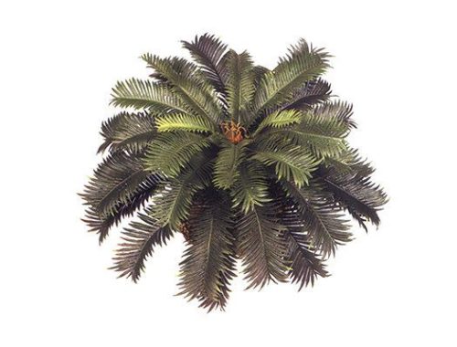 Sago Palm, Low