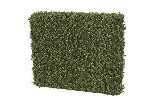 Boxwood Hedge