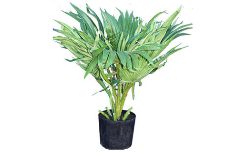 Fountain Palm, 28" Tall