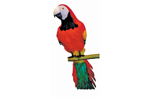 Beach Parrot, Small