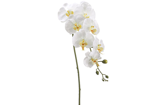 Floral Stem Orchid white FSO110 CR YE 10749 Large