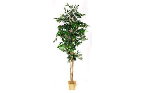 Ficus Tree 7ft