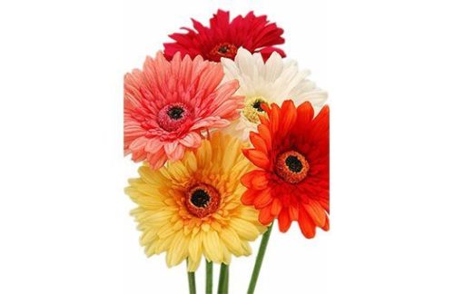 Silk Gerber Daisy