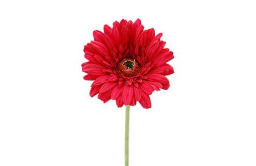 Gerbera Daisies, Standard Size, Silk