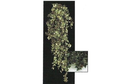 Ivy Clusters, Box of 20