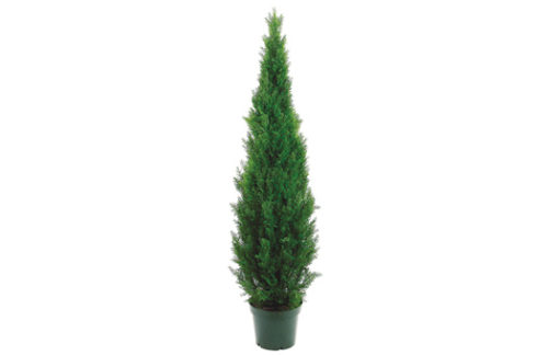Cedar Topiary, Case of 3