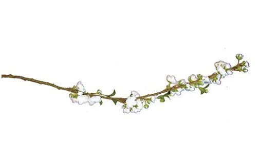 White Cherry Blossom Stems