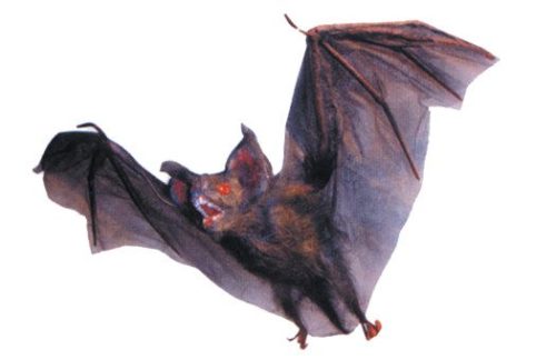 Hanging Bats