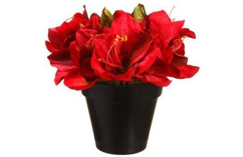 Amaryllis Red