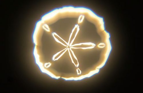 Lighing Design: Ocean Sand Dollar