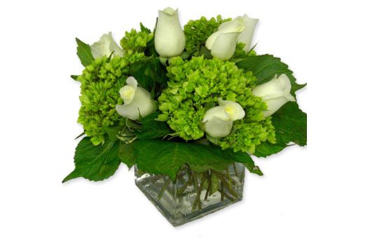 Live Floral Green Hydrangea and White Rose Cube Large