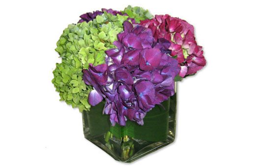 Live Florals Hydrangea Cube Large