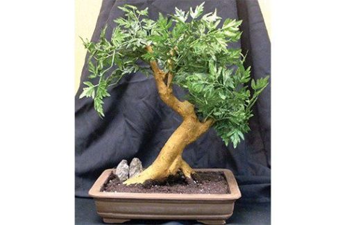 Bonsai Tree (Case of 4)
