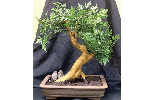 Oriental bonsai1 Large