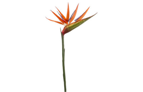 Birds of Paradise Stem