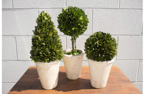 Live Preserved Boxwood Topiary Set A