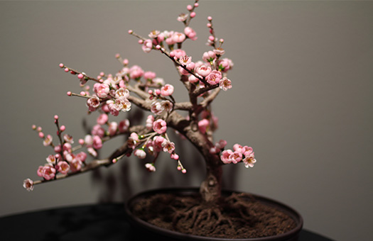centerpiece cherry blossom bonsai IMG 9577 Large
