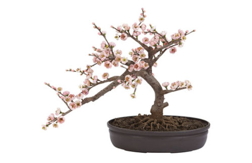 Pink Cherry Blossom Bonsai Tree