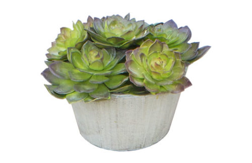 6" Echeveria Round Succulent Cement Pot