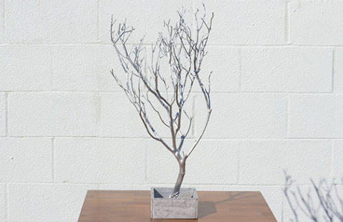 Silver Manzanita Tree in Wood Base