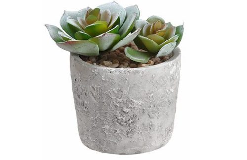 4″ Echeveria Succulent Cement Pot