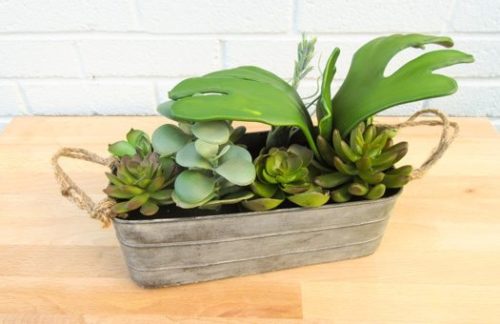 9" Succulent Garden in Tin Pot
