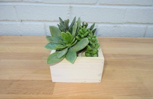 3" Succulent Garden in Wood Container