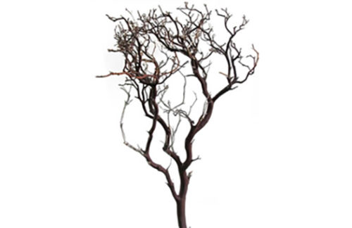 Manzanita Tree 6ft