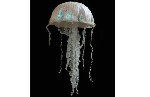 Jellyfish