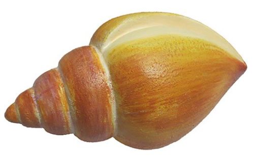 Nutmeg Shell