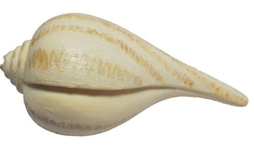 Pear Whelk Shell