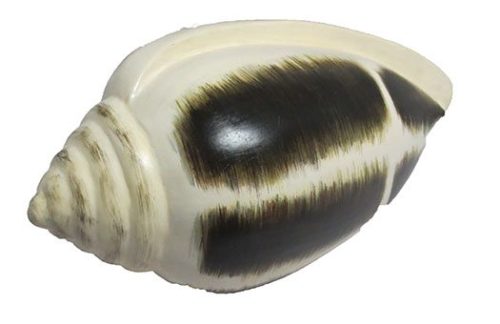 Puka Shell