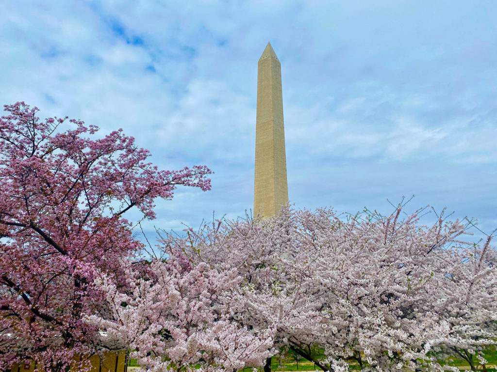 WashingtonMonument CherryBlossoms