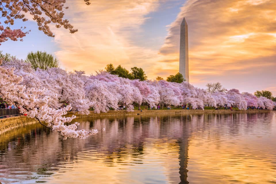 Cherry Blossoms DC Washington Monument e1552686791350