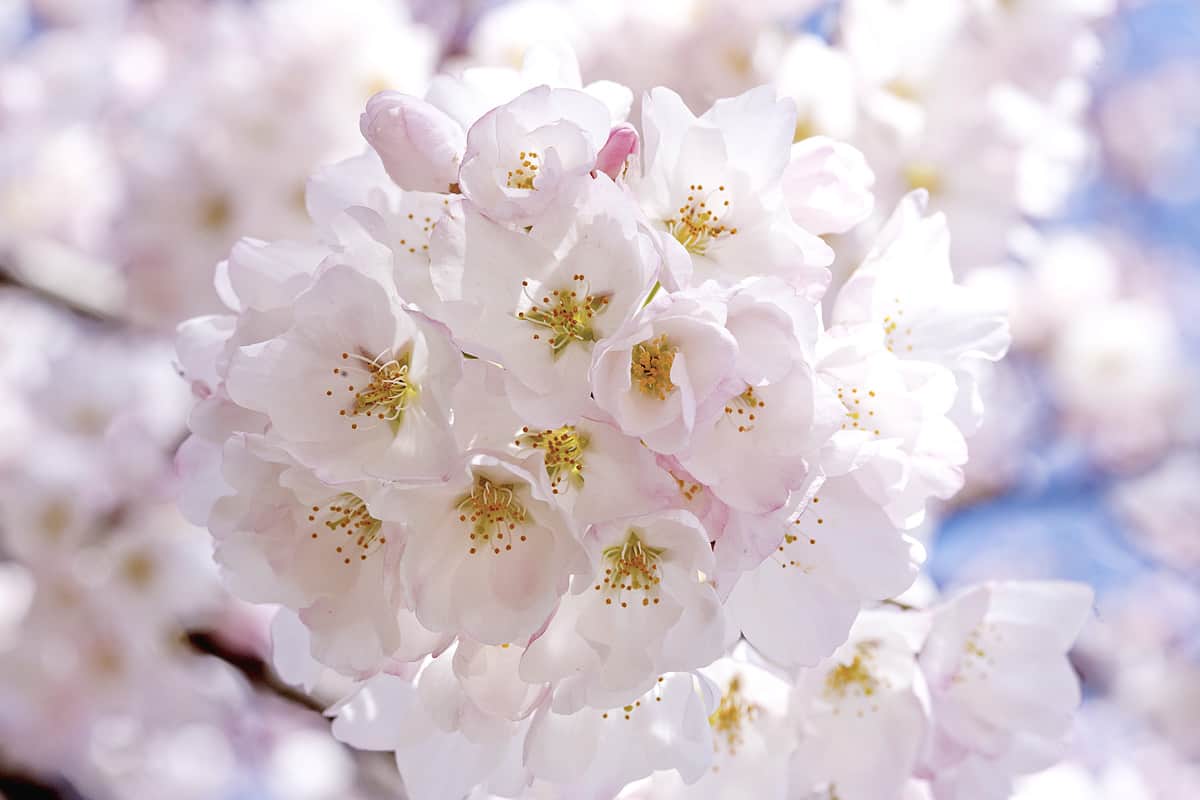 Washington Wizards on X: The Cherry Blossoms can be seen all