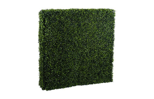 Boxwood Hedge, 48"