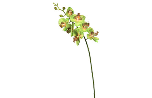 Green Orchid Stem, 35"