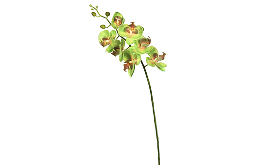 silks orchid green phalaenopsis stem 35in FA172205 large