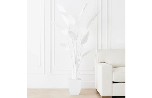 White Banana Palm