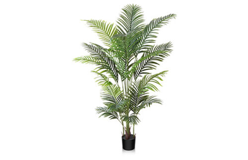 Foliage, 5' Areca Palm