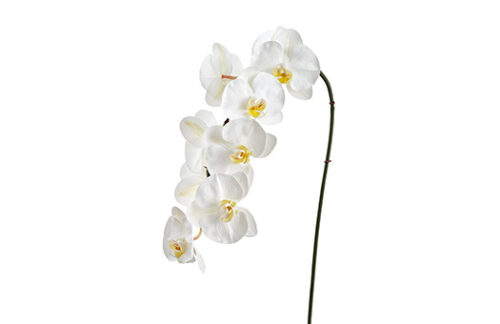 White Orchid 33.5" Phalaenopsis Stem