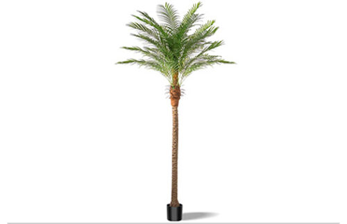 Palm, 9' Phoenix Case of 4