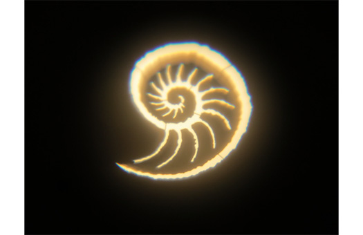 Ocean Shell Gobo 1 Ocean Shell Gobo