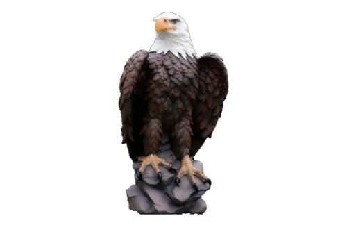 American Bald Eagle