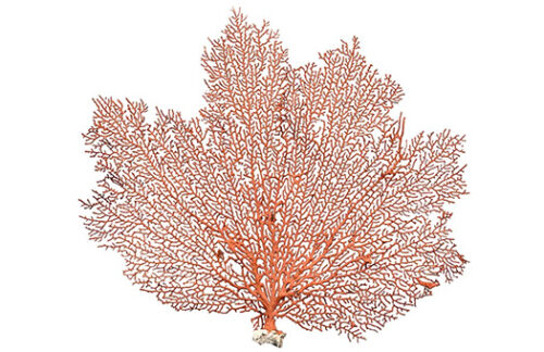 Fan Coral